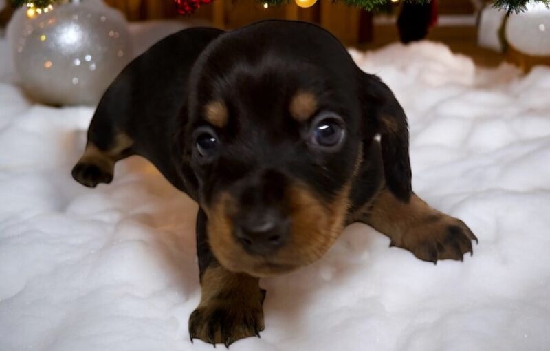 Stunning miniature dachshund puppies 🥰 for sale in Wisbech, Cambridgeshire - Image 11