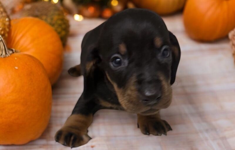 Stunning miniature dachshund puppies 🥰 for sale in Wisbech, Cambridgeshire - Image 12