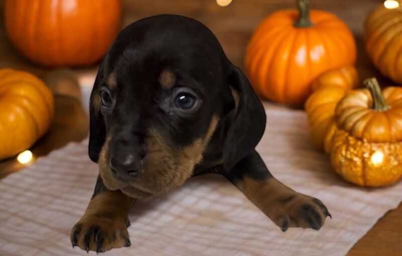 Stunning miniature dachshund puppies 🥰 for sale in Wisbech, Cambridgeshire - Image 13