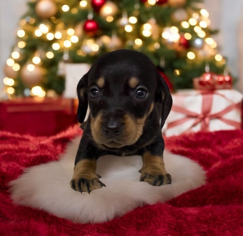 Stunning miniature dachshund puppies 🥰 for sale in Wisbech, Cambridgeshire - Image 14