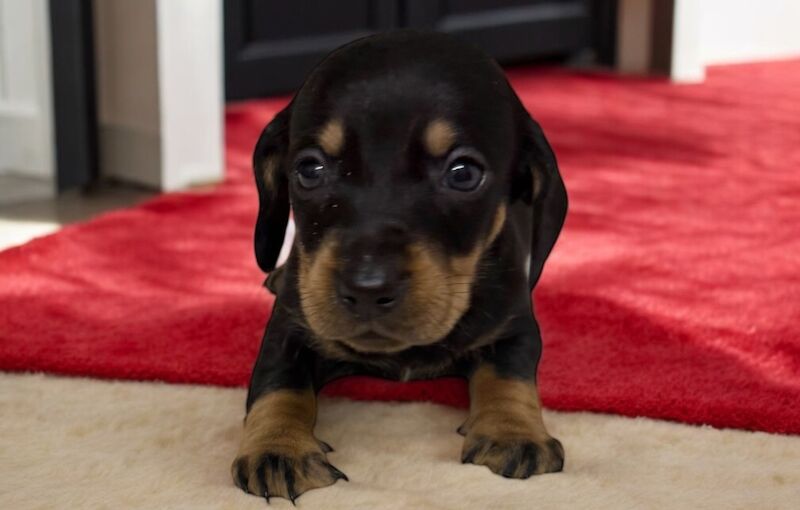 Stunning miniature dachshund puppies 🥰 for sale in Wisbech, Cambridgeshire - Image 15