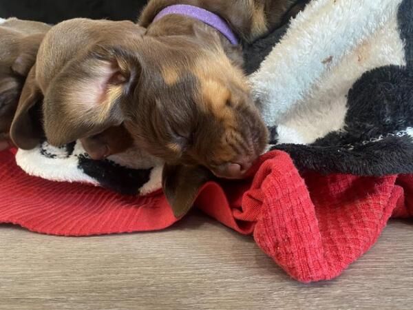 Stunning Miniature dachshund puppies 8 weeks old for sale in Ladock, Cornwall