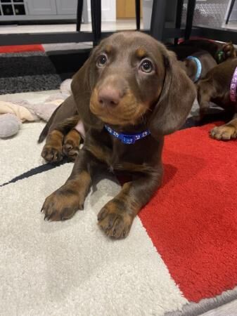 Stunning Miniature dachshund puppies 8 weeks old for sale in Ladock, Cornwall - Image 2