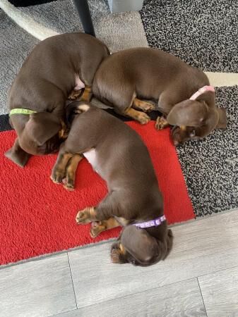 Stunning Miniature dachshund puppies 8 weeks old for sale in Ladock, Cornwall - Image 3