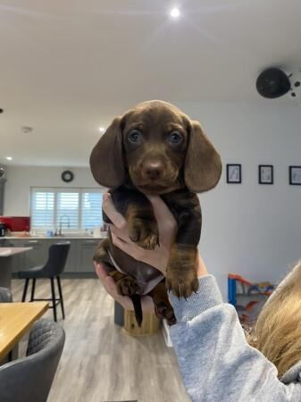 Stunning Miniature dachshund puppies 8 weeks old for sale in Ladock, Cornwall - Image 4