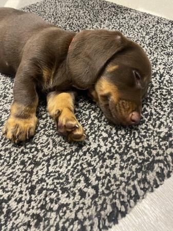 Stunning Miniature dachshund puppies 8 weeks old for sale in Ladock, Cornwall - Image 5