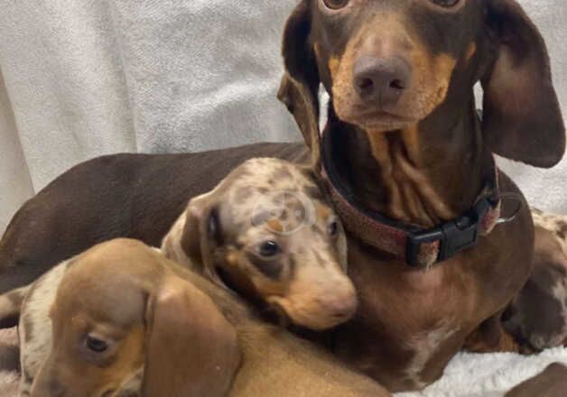 Stunning miniature Dachshund puppies for sale in Cookstown, Cookstown