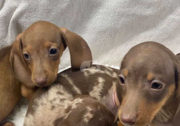 Dachshunds for sale in Cookstown, Cookstown