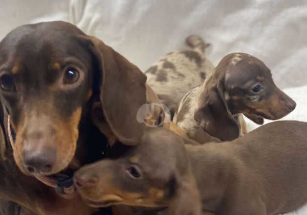 Dachshund Puppies for sale