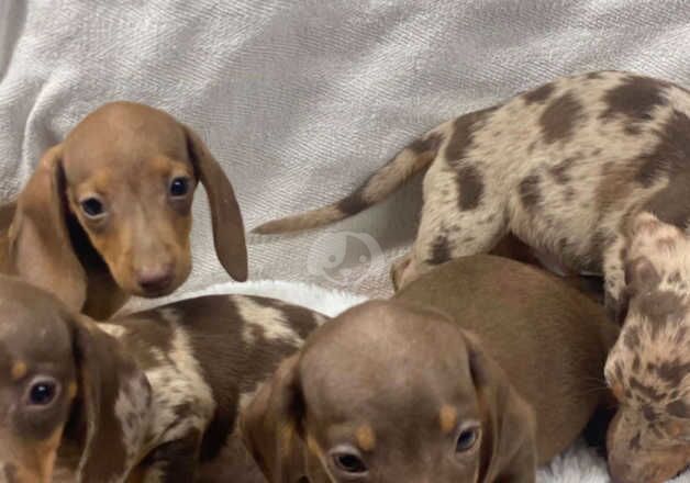 Stunning miniature Dachshund puppies for sale in Cookstown, Cookstown - Image 5