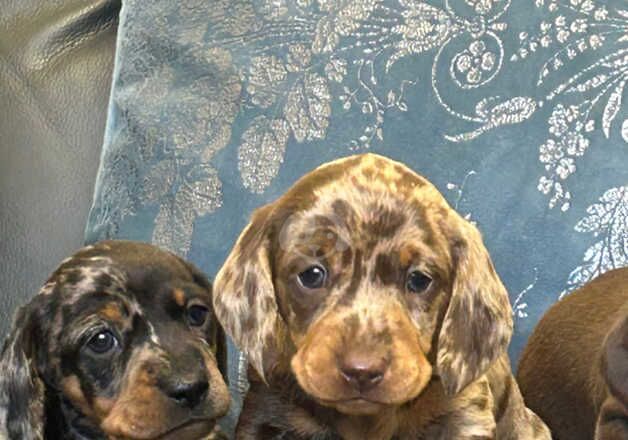 Stunning miniature dachshund puppies for sale in Kidwelly/Cydweli, Carmarthenshire