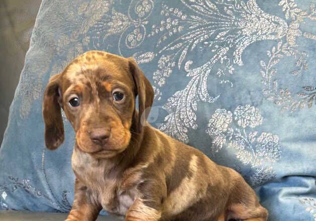 Dachshunds for sale in Kidwelly/Cydweli, Carmarthenshire