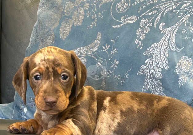 Stunning miniature dachshund puppies for sale in Kidwelly/Cydweli, Carmarthenshire - Image 3