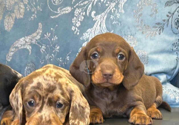 Stunning miniature dachshund puppies for sale in Kidwelly/Cydweli, Carmarthenshire - Image 4