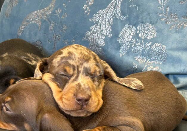 Stunning miniature dachshund puppies for sale in Kidwelly/Cydweli, Carmarthenshire - Image 5