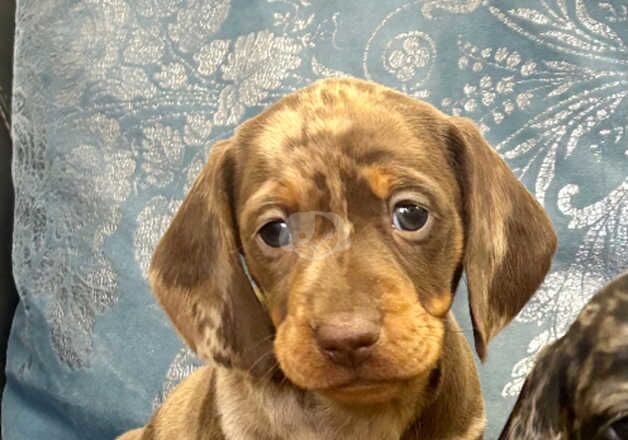 Stunning miniature dachshund puppies for sale in Kidwelly/Cydweli, Carmarthenshire