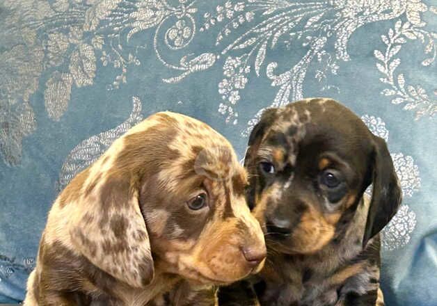 Stunning miniature dachshund puppies for sale in Kidwelly/Cydweli, Carmarthenshire - Image 2