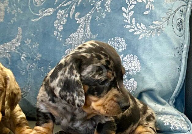 Stunning miniature dachshund puppies for sale in Kidwelly/Cydweli, Carmarthenshire - Image 3