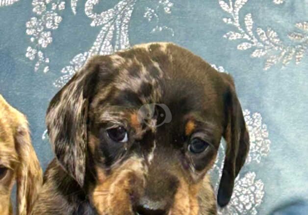 Stunning miniature dachshund puppies for sale in Kidwelly/Cydweli, Carmarthenshire - Image 4