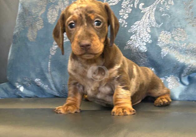 Stunning miniature dachshund puppies for sale in Kidwelly/Cydweli, Carmarthenshire - Image 5