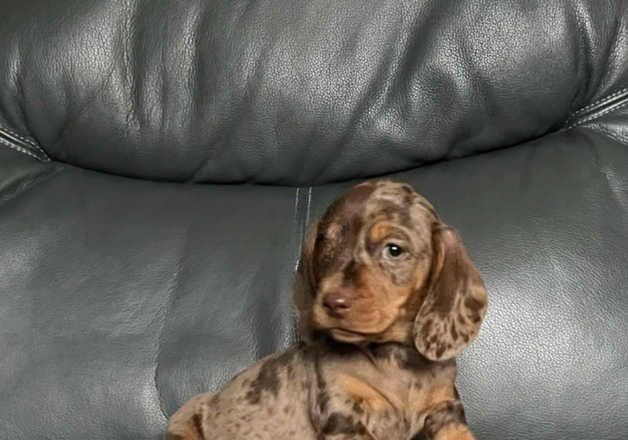 Stunning miniature dachshund puppies for sale in Kidwelly/Cydweli, Carmarthenshire