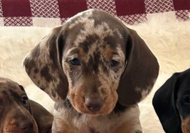 Stunning miniature dachshund puppies for sale in Kidwelly/Cydweli, Carmarthenshire