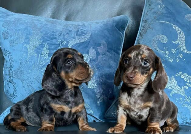 Stunning miniature dachshund puppies for sale in Kidwelly/Cydweli, Carmarthenshire - Image 2