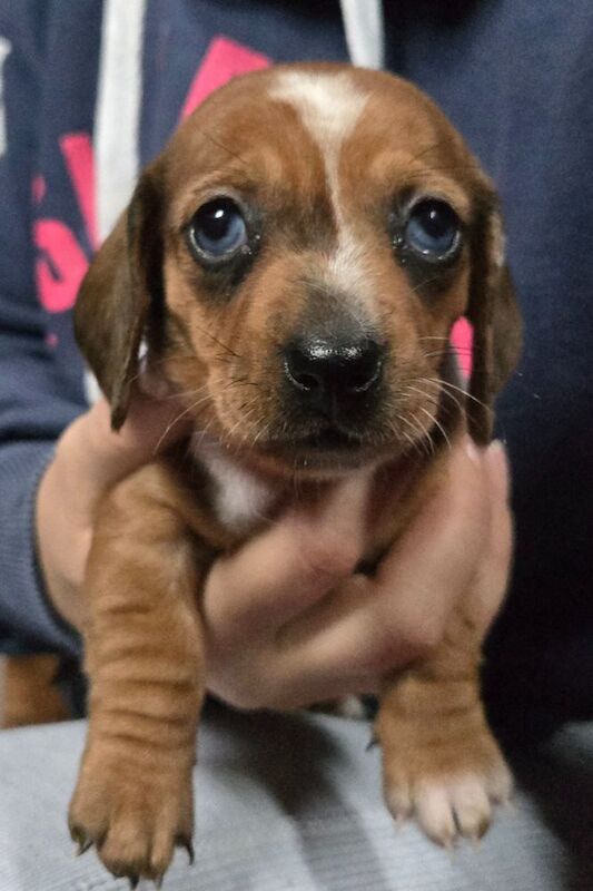 stunning miniature dachshund pups for sale in Spalding, Lincolnshire