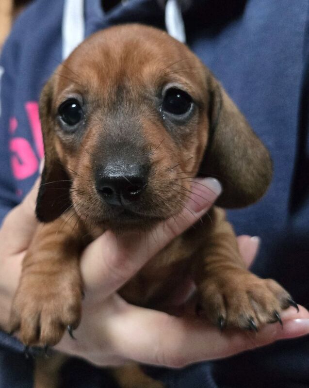 Dachshund Puppies for sale