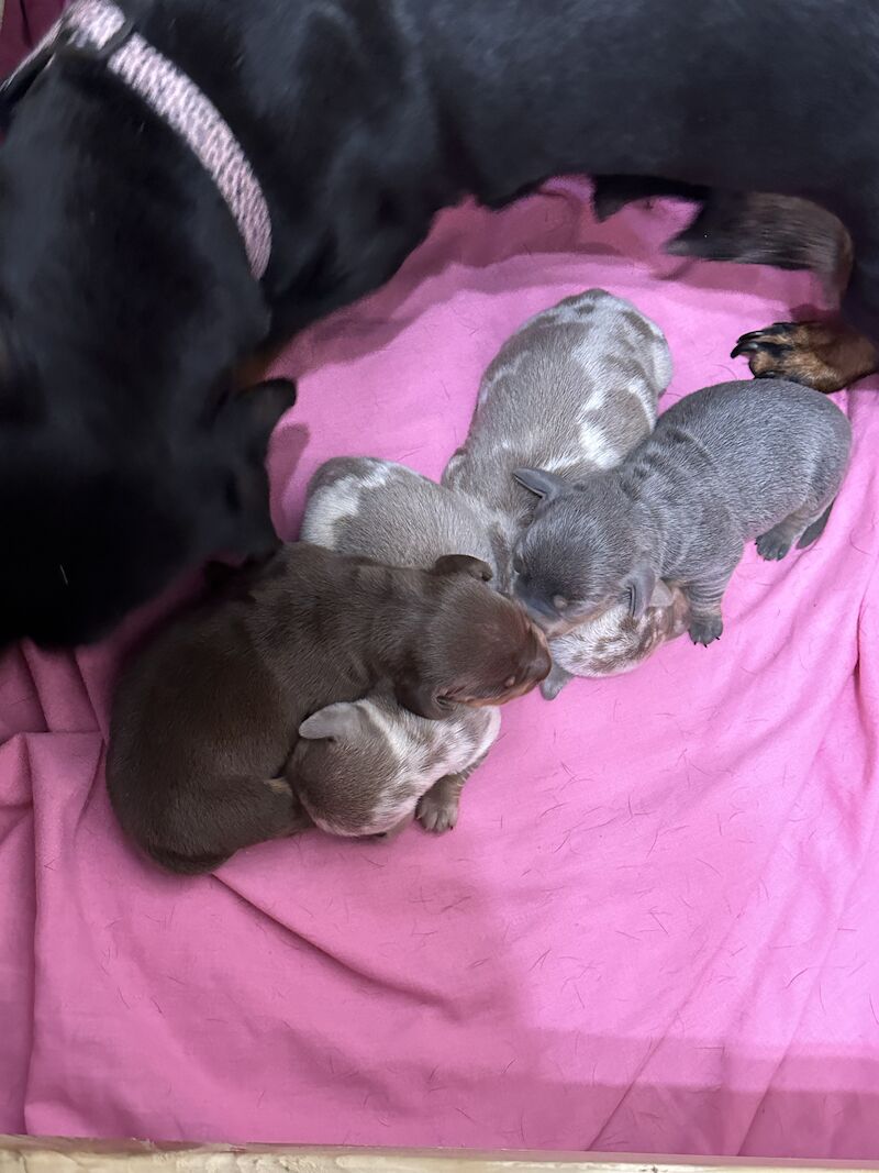 Stunning miniature dachshunds! for sale in Poole, Dorset