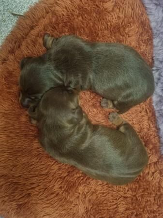 Stunning miniature dachshunds for sale in Atherton, Greater Manchester - Image 1