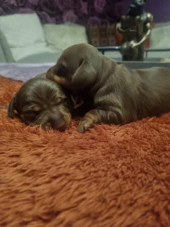 Stunning miniature dachshunds for sale in Atherton, Greater Manchester - Image 2