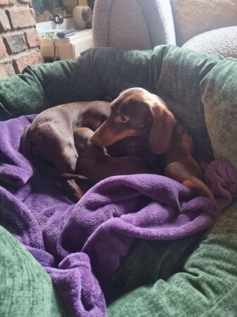 Stunning miniature dachshunds for sale in Atherton, Greater Manchester - Image 3