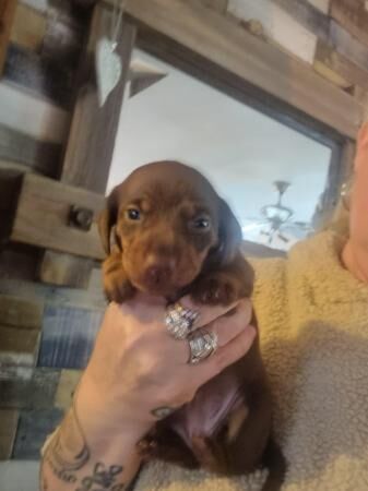 Stunning miniature dachshunds for sale in Atherton, Greater Manchester - Image 4