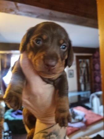 Stunning miniature dachshunds for sale in Atherton, Greater Manchester - Image 5