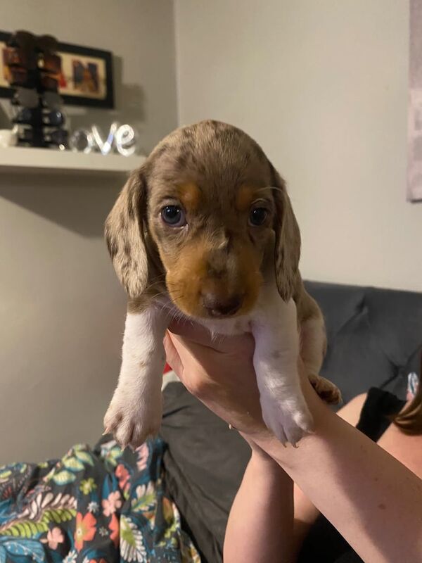 Stunning miniature dachshunds for sale in Strelley, Nottinghamshire