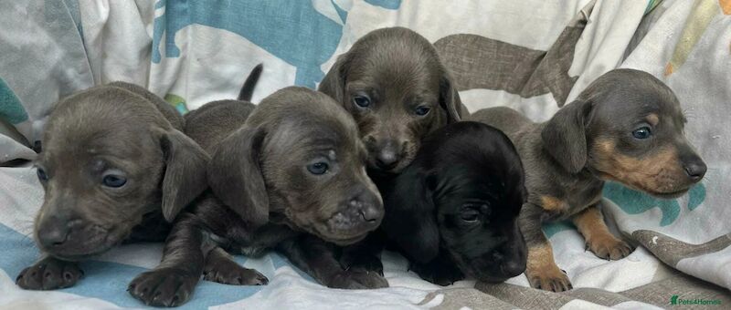 STUNNING MINIATURE DACHSHUNDS KC REG PRA CLR for sale in Kidderminster, Worcestershire