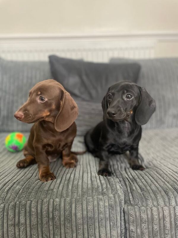 Stunning miniature dashchound looking for a loving new home for sale in Burton upon Trent, Staffordshire