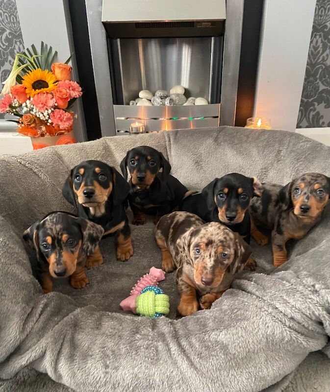 Stunning smooth haired dachshund puppies for sale in Barnsley, South Yorkshire