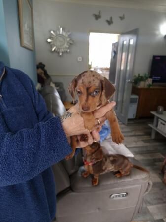 Stunning smooth haired miniature dachshund puppies for sale in Sheffield, South Yorkshire