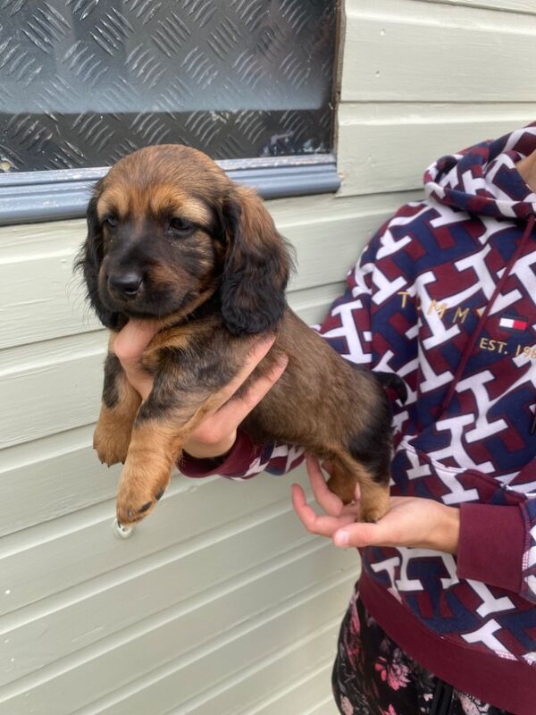 Stunning Standard Dachshund Puppies for sale in Swindon, Wiltshire