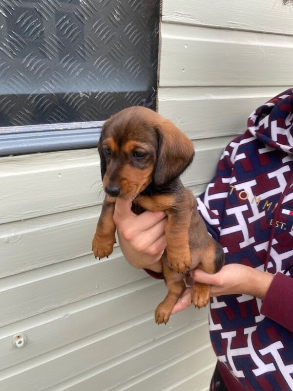 Stunning Standard Dachshund Puppies for sale in Swindon, Wiltshire - Image 3