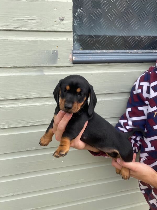 Stunning Standard Dachshund Puppies for sale in Swindon, Wiltshire - Image 4