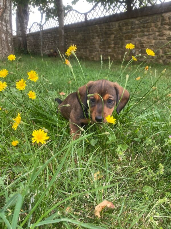 Stunning Standard Dachshund Puppies for sale in Swindon, Wiltshire - Image 5