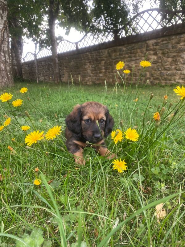 Stunning Standard Dachshund Puppies for sale in Swindon, Wiltshire - Image 6