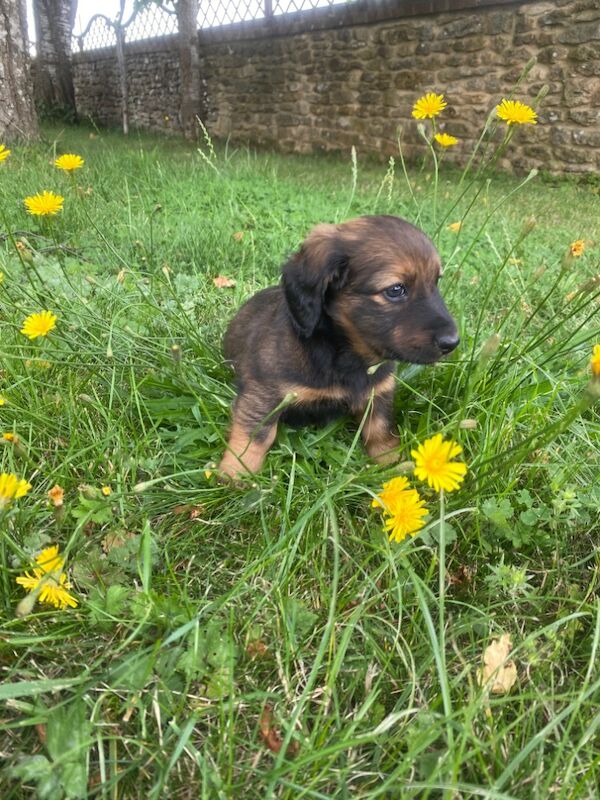 Stunning Standard Dachshund Puppies for sale in Swindon, Wiltshire - Image 7