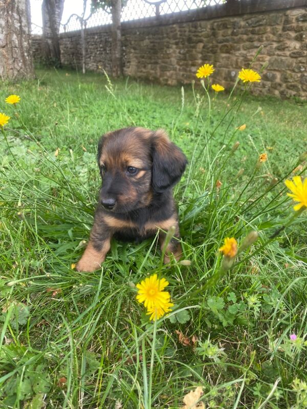 Stunning Standard Dachshund Puppies for sale in Swindon, Wiltshire - Image 8