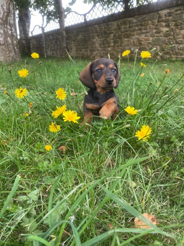 Stunning Standard Dachshund Puppies for sale in Swindon, Wiltshire - Image 9