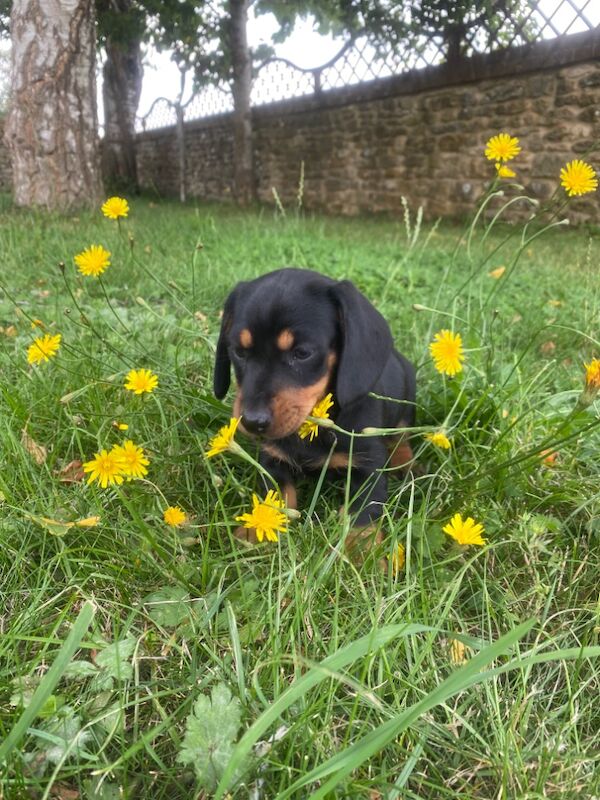 Stunning Standard Dachshund Puppies for sale in Swindon, Wiltshire - Image 10