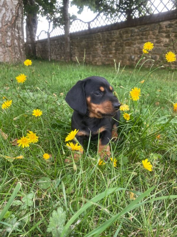 Stunning Standard Dachshund Puppies for sale in Swindon, Wiltshire - Image 11